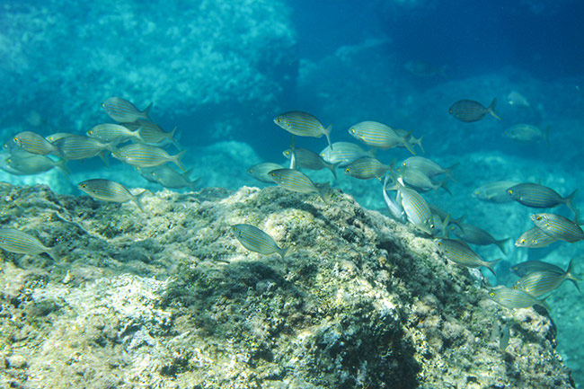 Escursione di snorkeling